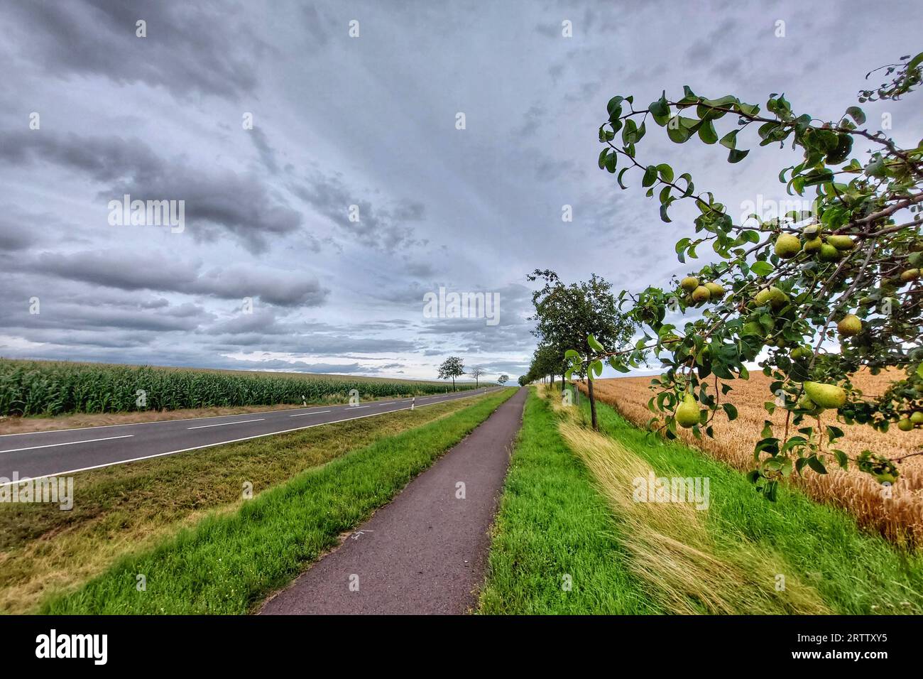 Pear trees along road and bikepath through agricultural landscape in Germany. Stock Photo