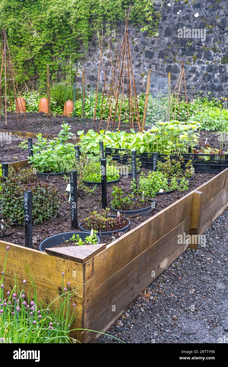 raised flower beds for growing herbs and vegetables at the Dunvegan Castle in Scotland Stock Photo