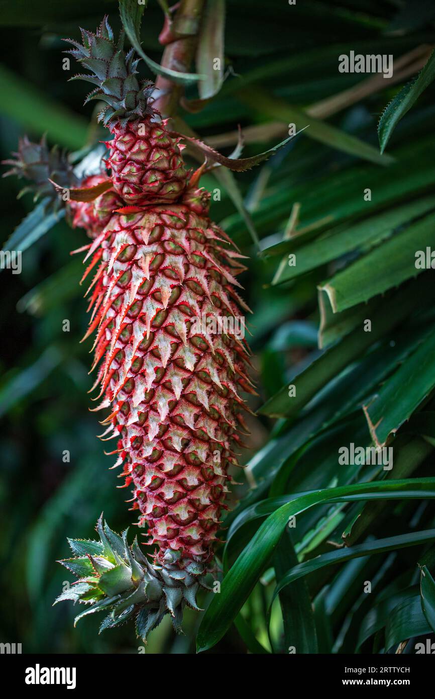 The pineapple Ananas comosus is a tropical plant with an edible fruit Stock Photo