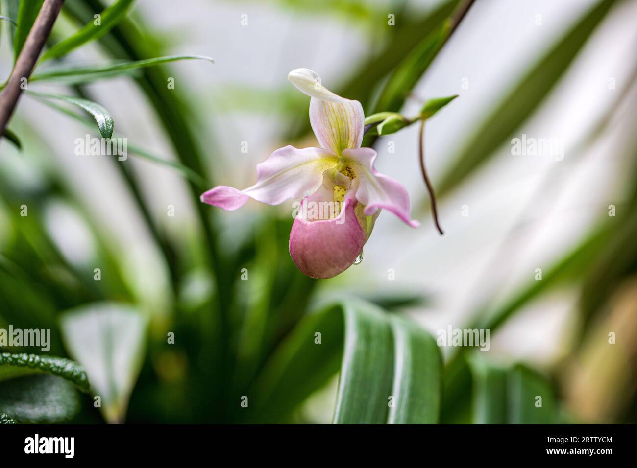 Close up of pink-white Lycaste flower, like all orchid blooms Stock Photo