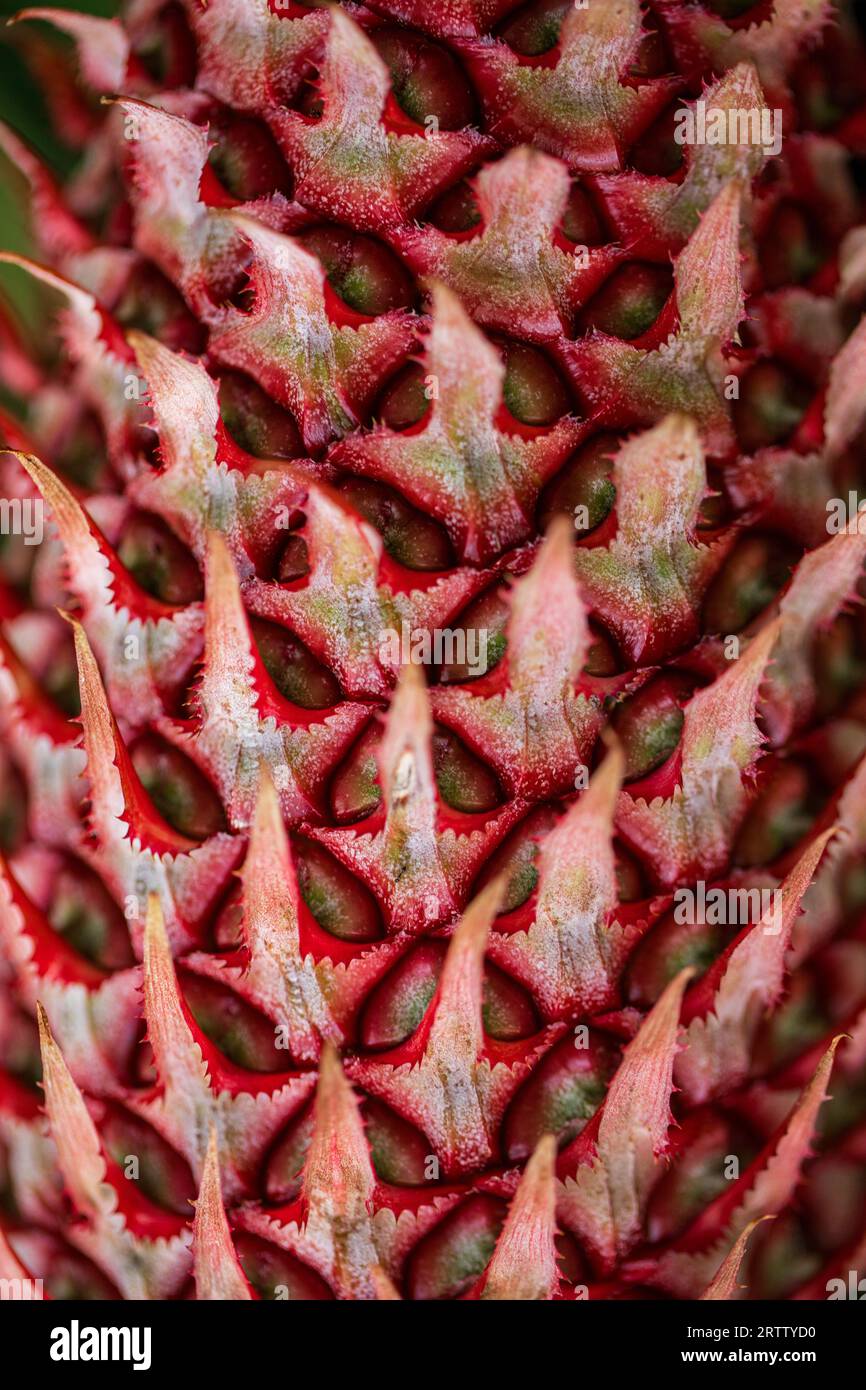 The pineapple Ananas comosus is a tropical plant with an edible fruit