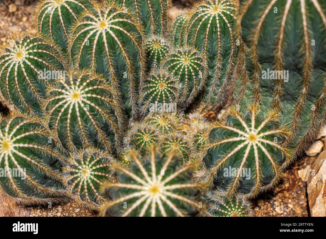 Close-up of Parodia magnifica, species of flowering plant in the family Cactaceae Stock Photo