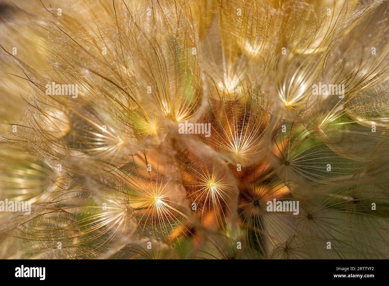 Close up of Tragopogon pratensis , common names Jack-go-to-bed-at-noon meadow salsify, showy goat's-beard or meadow goat's-beard in the summer garden Stock Photo