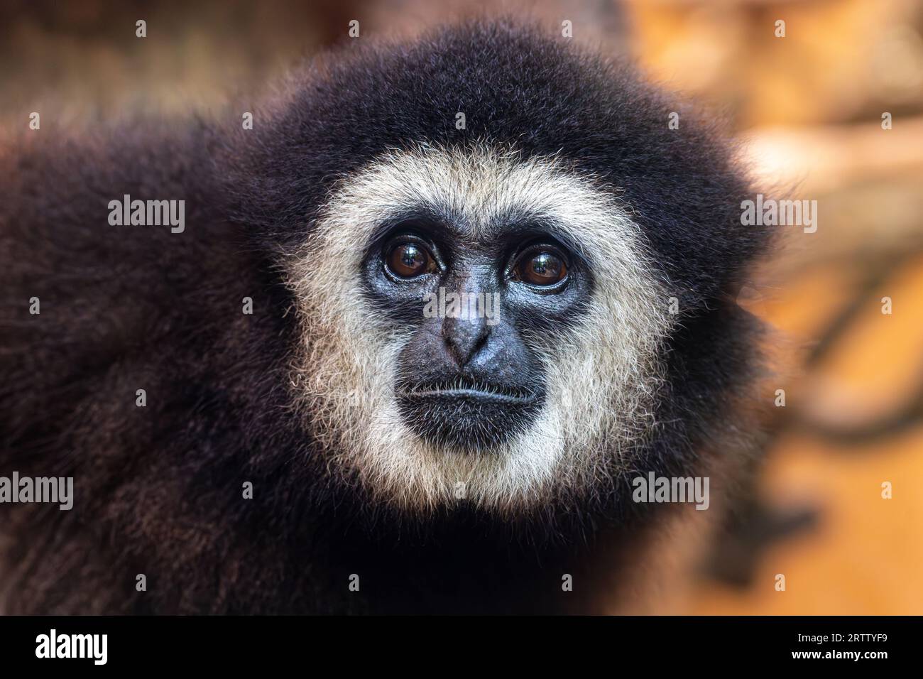 Portrait of browngrey adult gibbon, Hylobatidae Stock Photo Alamy