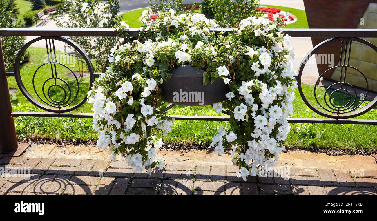 Petunia, White Petunias in the pot. Lush blooming colorful common garden petunias in city park. Family name Solanaceae, Scientific name Petunia Stock Photo