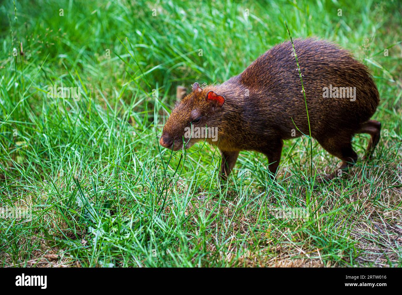 Common agouti on the green summer meadow Stock Photo
