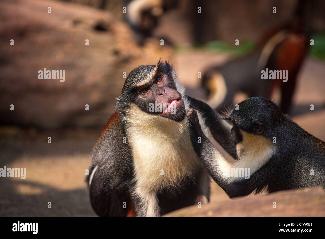 Two adult Diana monkeys, Cercopithecus diana Stock Photo