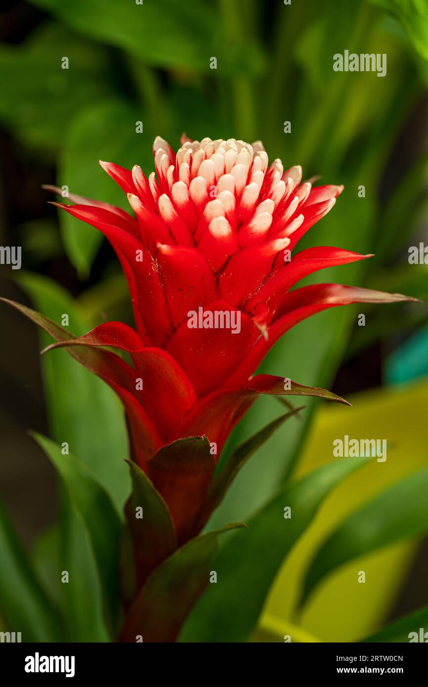 Flowering tropical red-white Guzmania tufted airplant Stock Photo