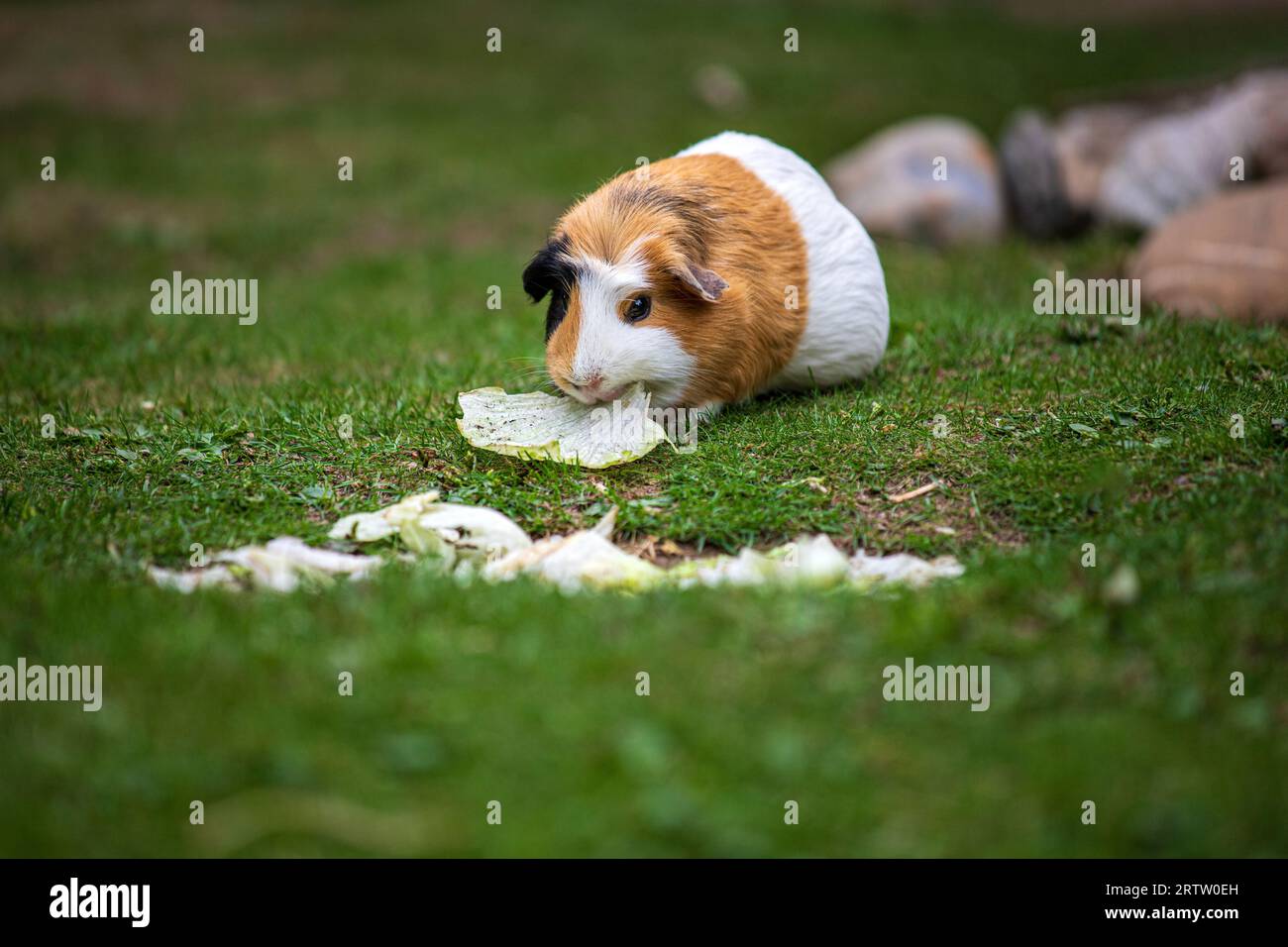 View of white-black-brown domestic guinea pig (Cavia porcellus) cavy in the garden Stock Photo