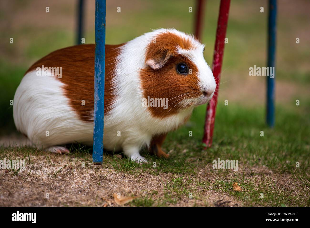 View of white-brown domestic guinea pig (Cavia porcellus) cavy in the garden Stock Photo