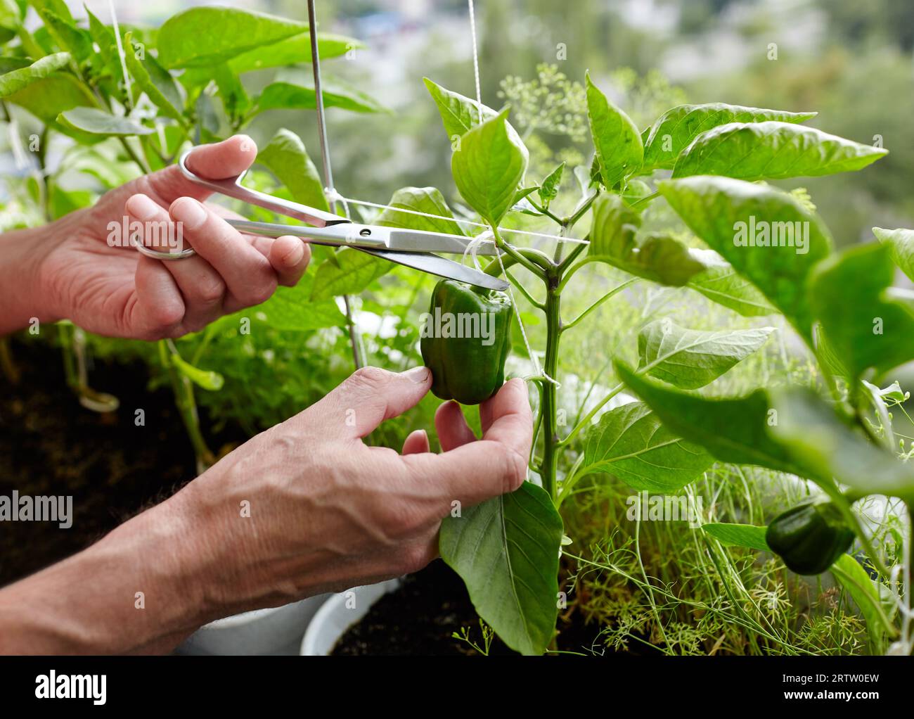 Bell pepper harvesting hi-res stock photography and images - Alamy