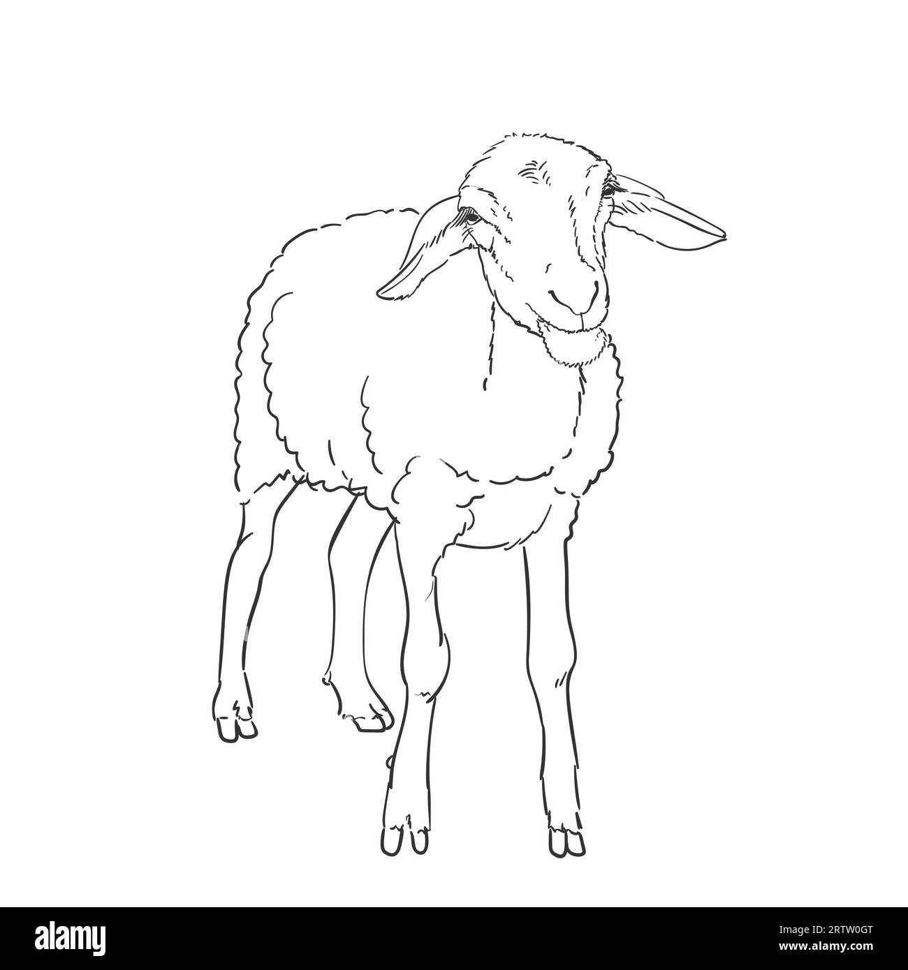 Sheep drawing, Farm animal sheep stands on its legs full length