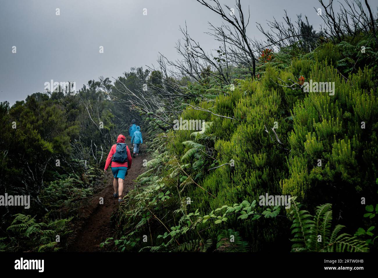 View of a family walking through the densely vegetated hills of Fanal forest on Madeira, Portugal, as the mist mystically creeps in from all sides Stock Photo