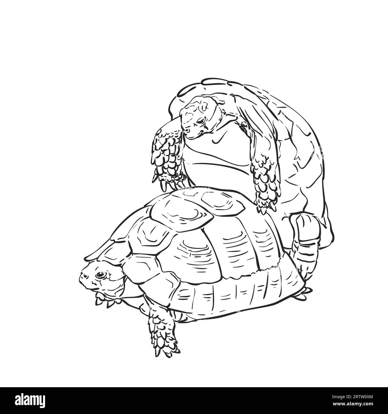 Two mating turtles drawing, Hand drawn sketch of breeding turtles black and white line art graphics isolated Stock Vector