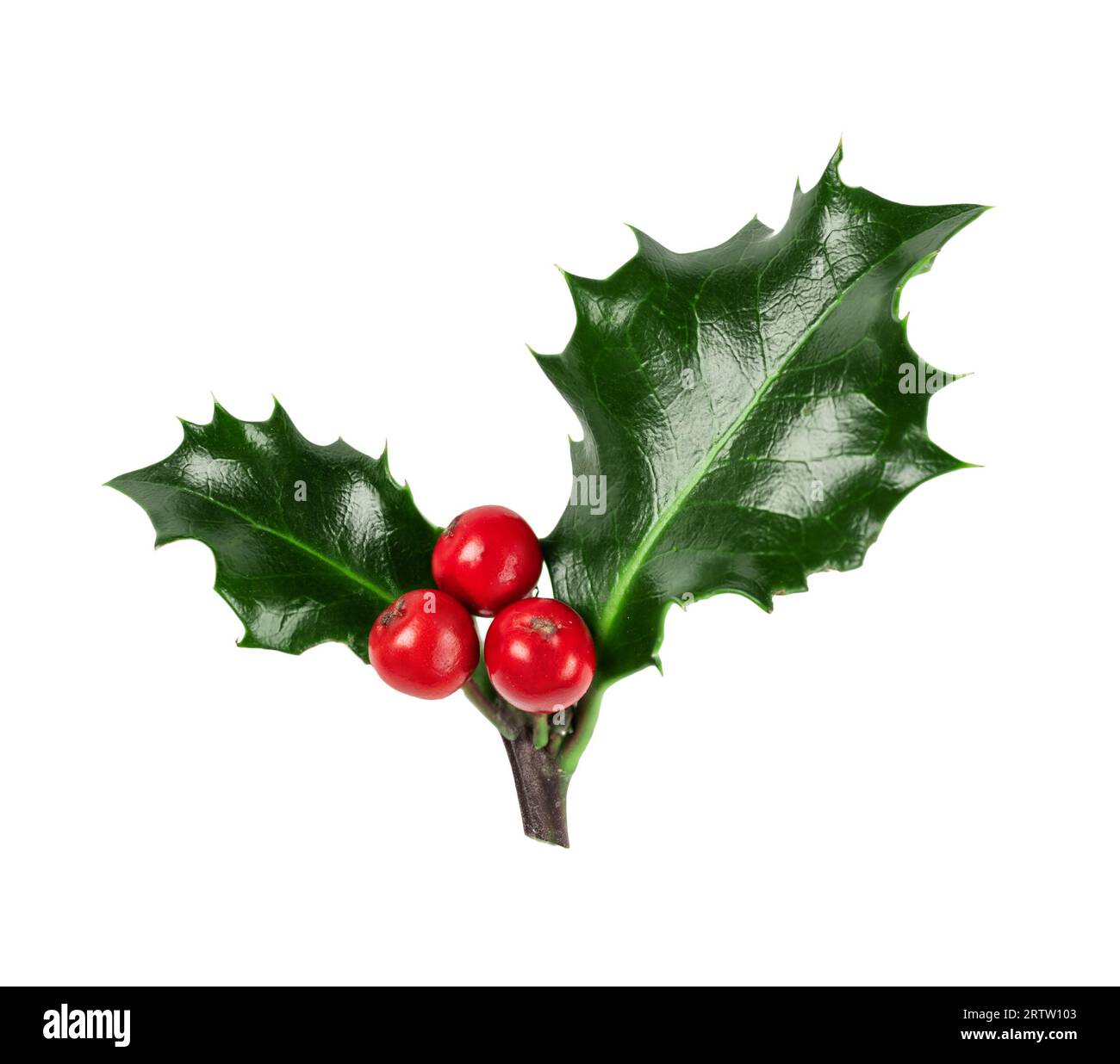 Bright green Christmas holly with red berries isolated on white