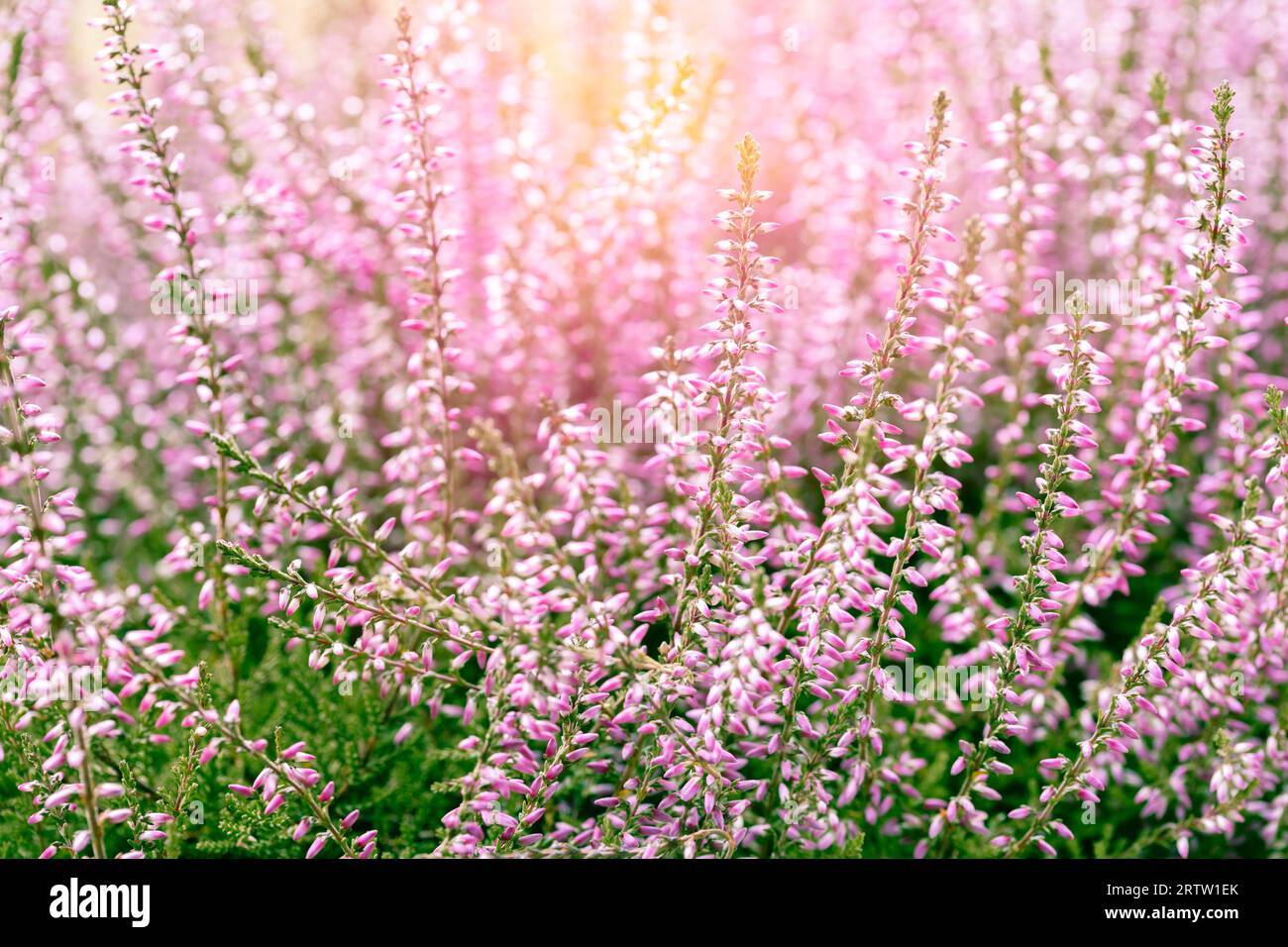 field of erica flowers Stock Photo