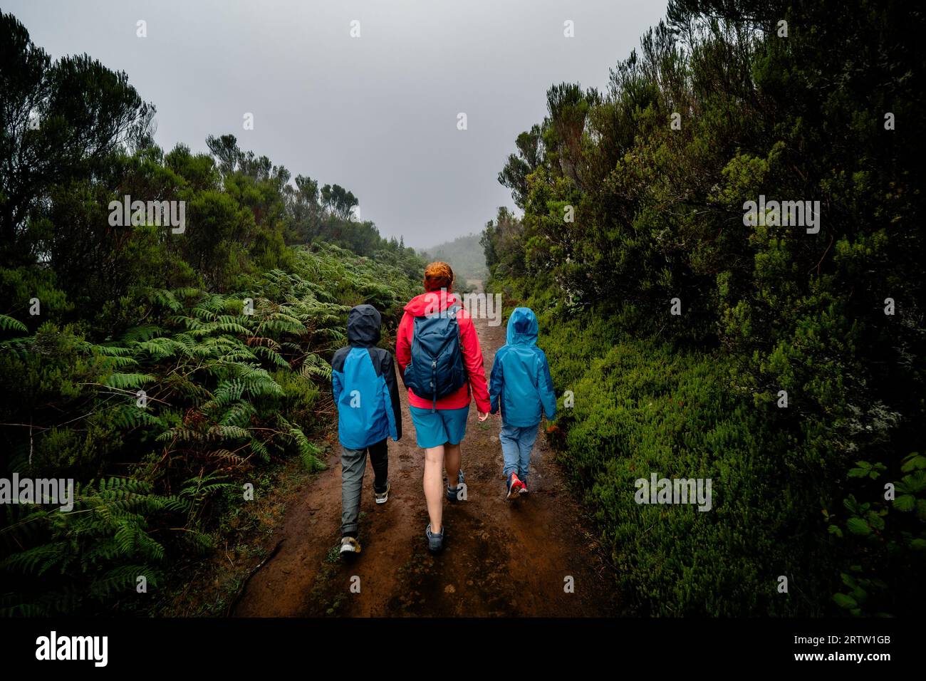 View of a family walking through the densely vegetated plains of Fanal forest on Madeira, Portugal, as the mist mystically creeps in from all sides Stock Photo