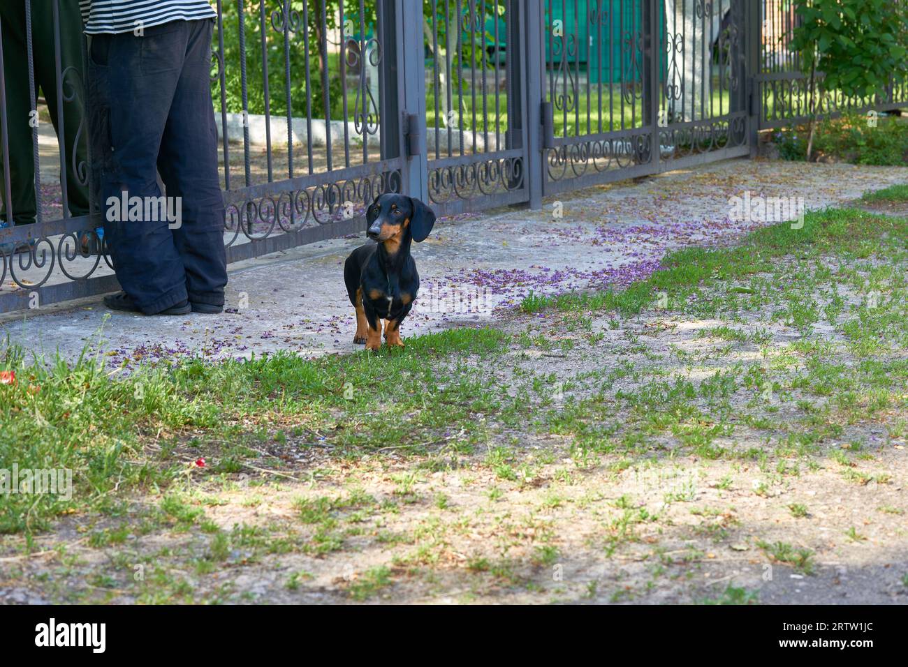 A serious guard dog dachshund at the feet of the owner and the