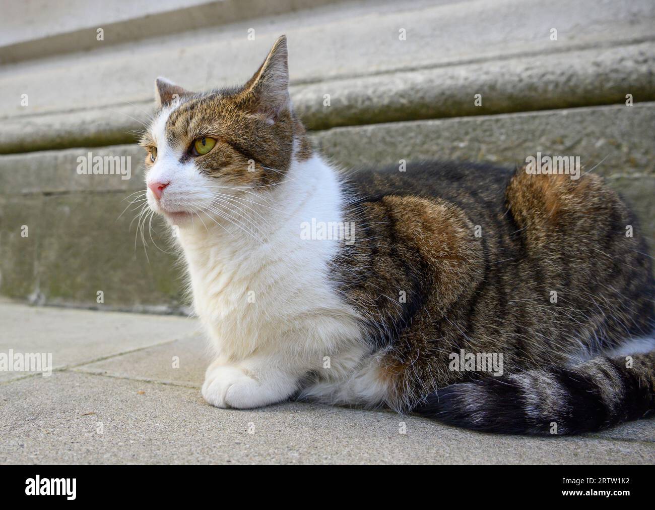Larry the Cat - Chief Mouser to the Cabinet Office since 2011 - in Downing Street, September 2023 Stock Photo