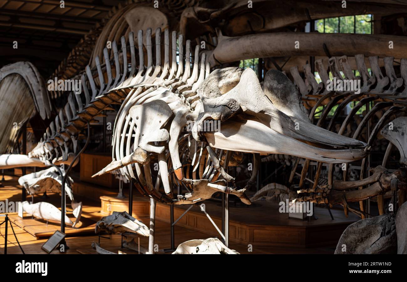 Northern bottlenose whale skeleton on display in The Gallery of Paleontology and Comparative Anatomy situated in the Jardin des plantes in Paris. Stock Photo