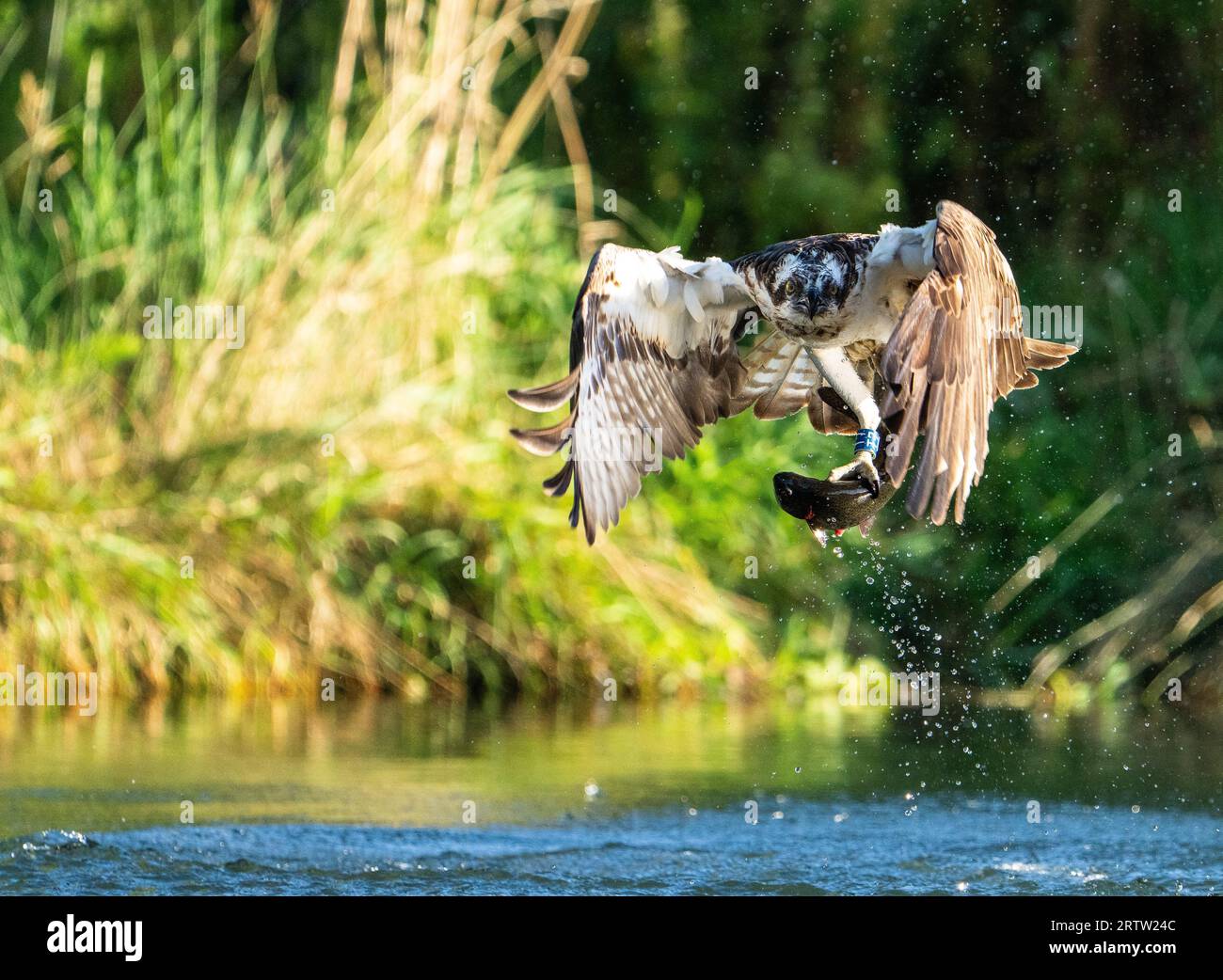 Splash and catch. Horn Mill Trout Farm, Exton STUNNING images show an
