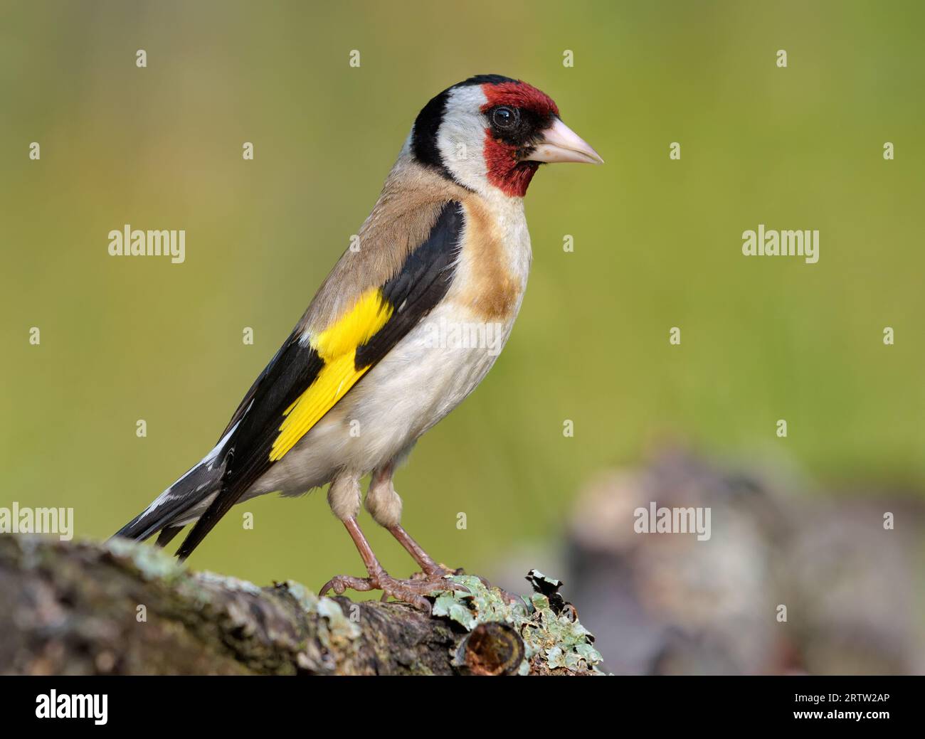 European goldfinch (Carduelis carduelis) perched on lichen covered branch in full plumage beauty Stock Photo
