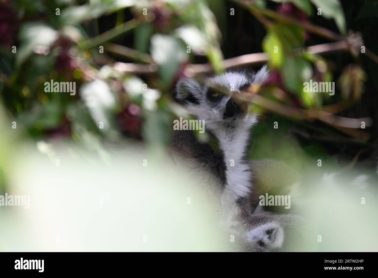 Zoo photoshoot hi-res stock photography and images - Alamy
