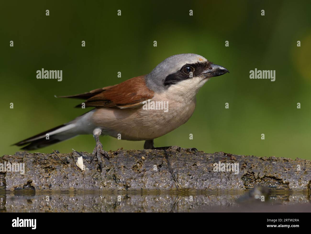 Male Red-backed shrike (Lanius collurio) crawling at the fallen branch with deep green background Stock Photo