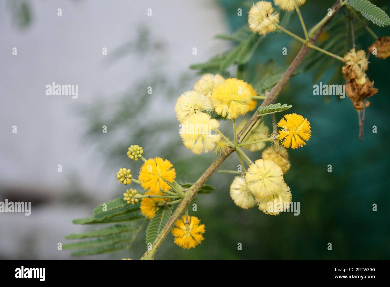 yellow-globulus-flower-heads-of-gum-arabic-acacia-nilotica-pix