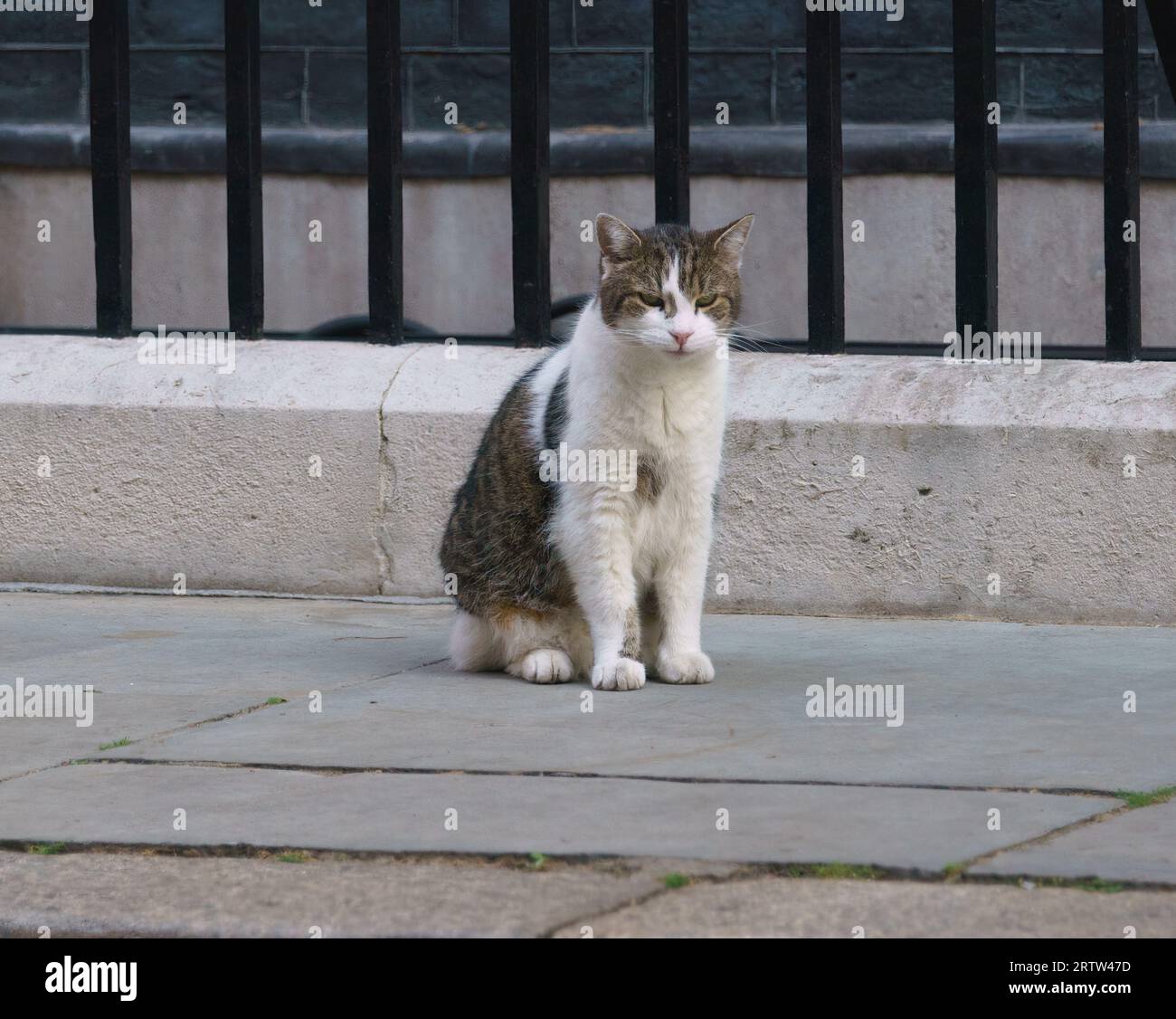 Larry the Cat and Chief Mouser to Downing Street, London, UK, poses for photos, and makes his way across the street. Stock Photo