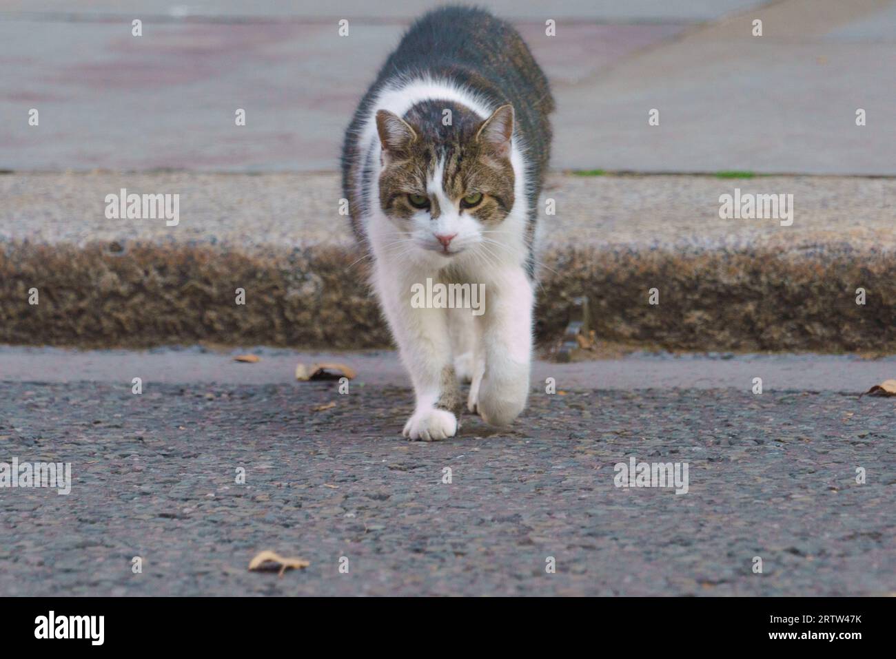 Larry the Cat and Chief Mouser to Downing Street, London, UK, poses for photos, and makes his way across the street. Stock Photo