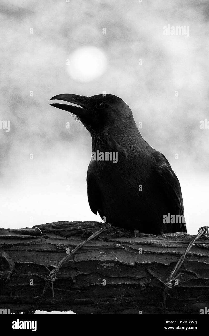 Photo crows Stock Photo