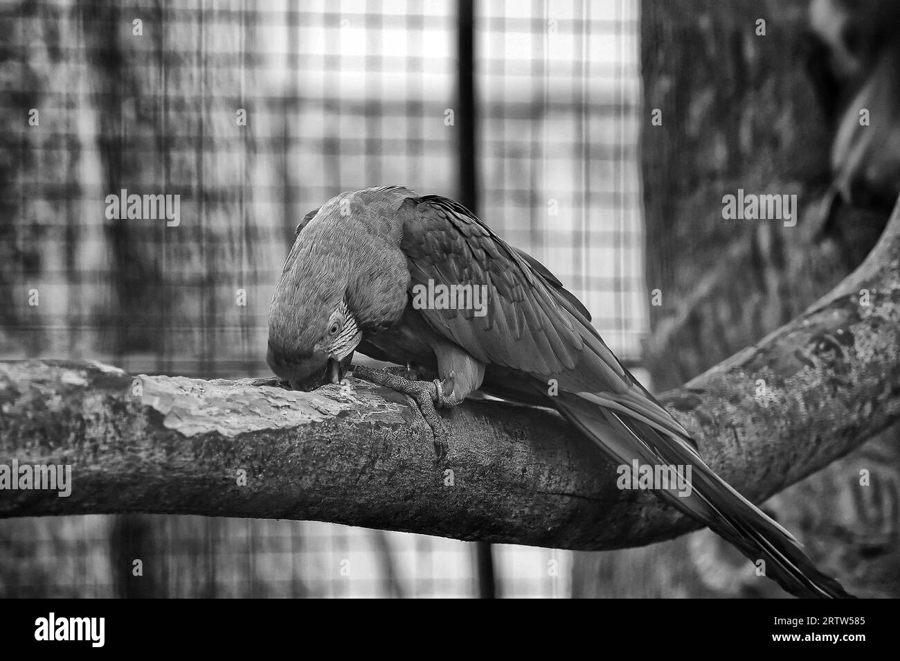 Blue and green Black and White Stock Photos & Images Alamy