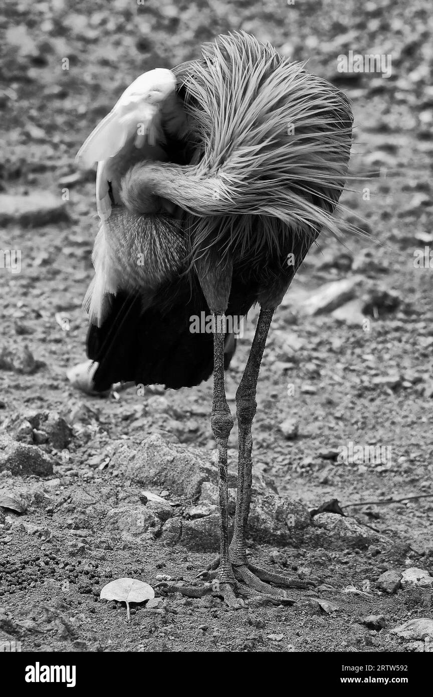 Photo Crowned crane (lat. Balearica pavonina) a large bird from the