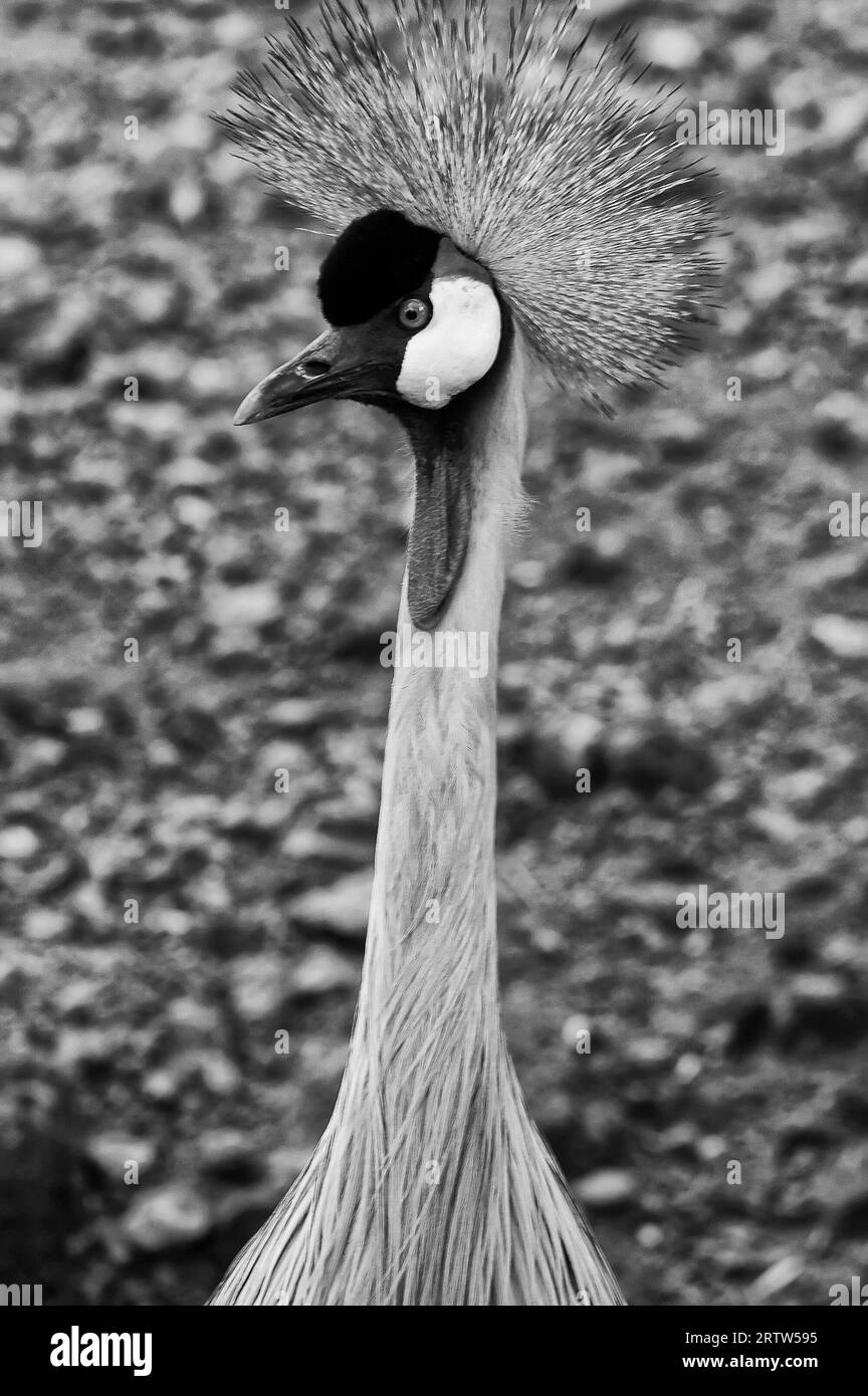 Photo Crowned crane (lat. Balearica pavonina) a large bird from the