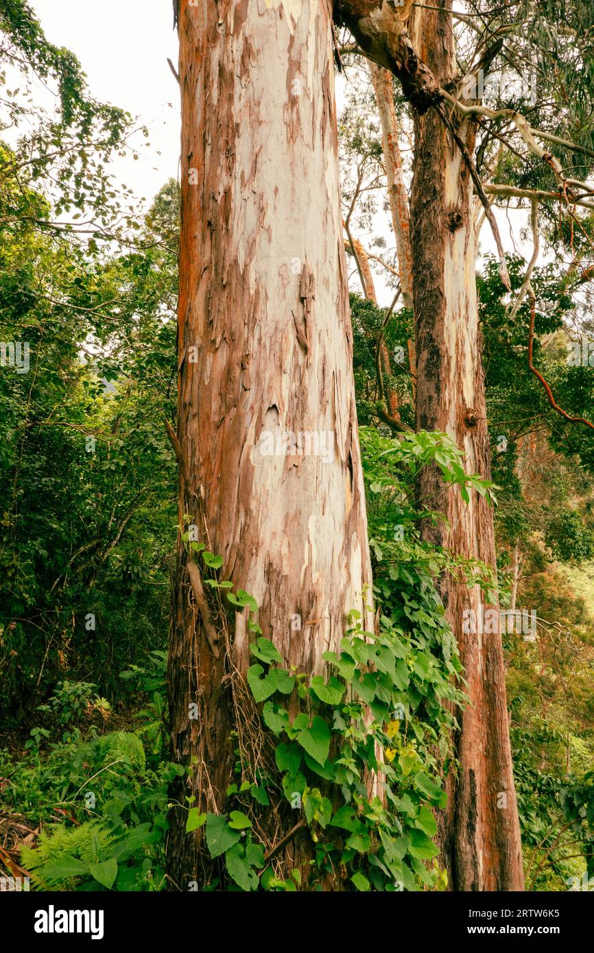 Eucalyptus tree growing in the wild at Uluguru Nature Forest Reserves