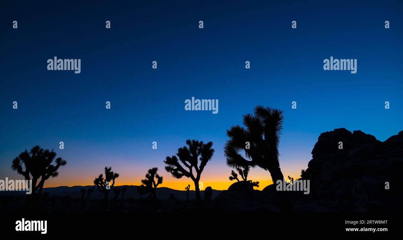 Joshua Tree grove in the Mojave desert with the evening star Venus at ...