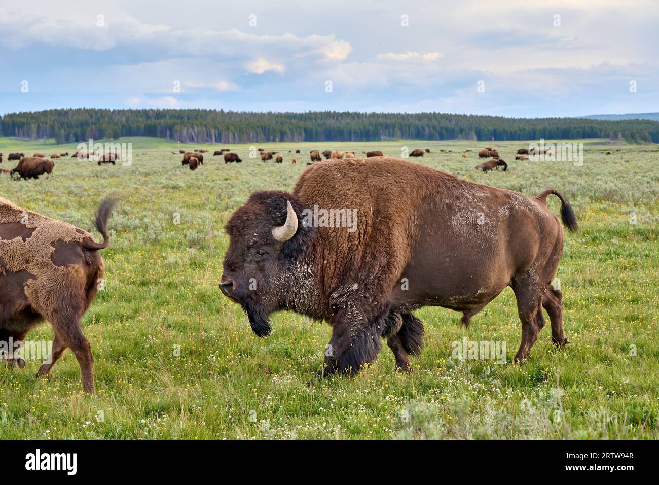 American bison (Bison bison), Yellowstone National Park, Wyoming, United States of America Stock Photo