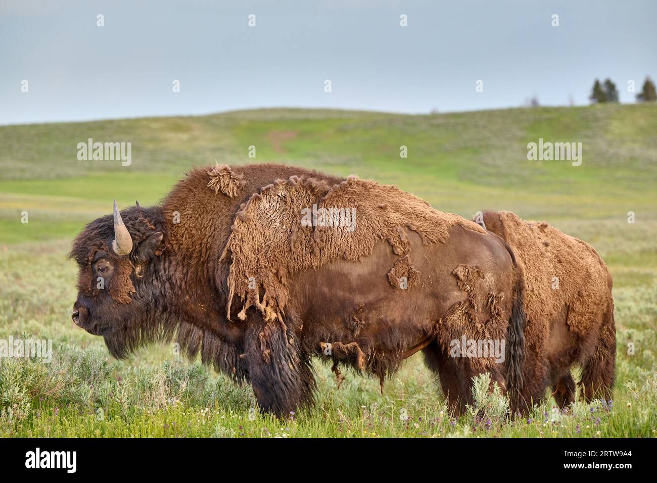 American bison (Bison bison), Yellowstone National Park, Wyoming, United States of America Stock Photo