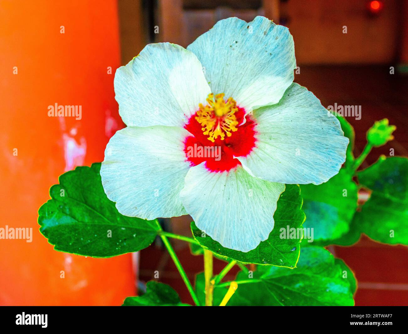 Vibrant floral elements in red hi-res stock photography and images - Alamy