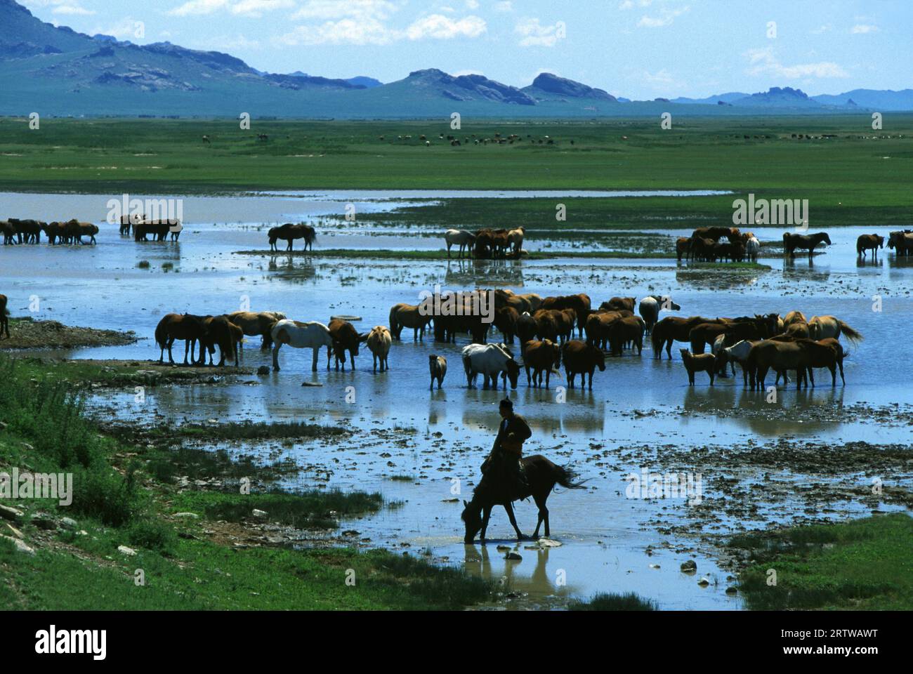 Mongolian and horse herd Stock Photo - Alamy