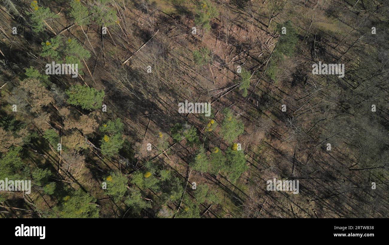 Drone camera pan view over a diseased forest with forest dieback on a ...