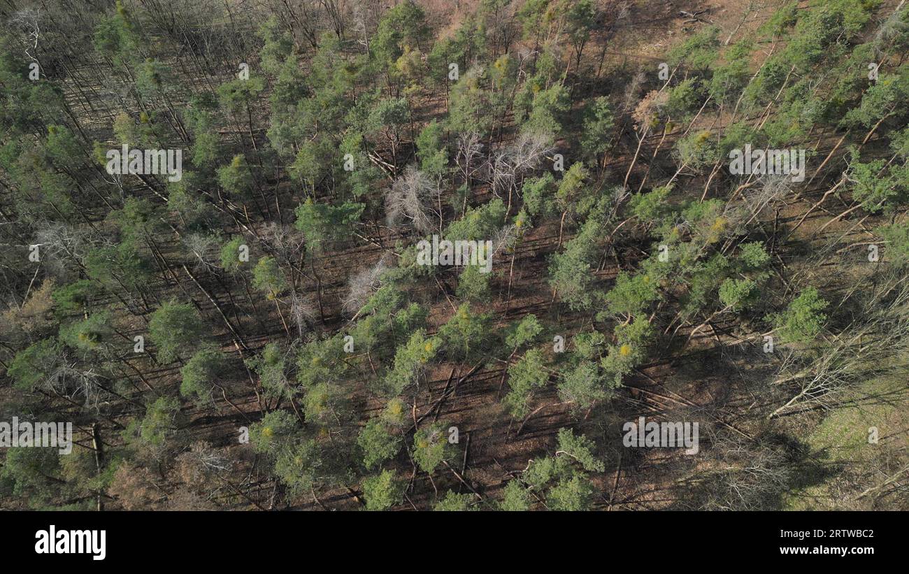 Aerial view footage of forest dieback with diseased and fallen trees due to drought and storm in sunshine in spring seen with drone Stock Photo