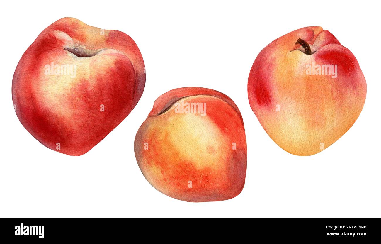 Set of fresh sweet nectarines, peach watercolor illustration isolated