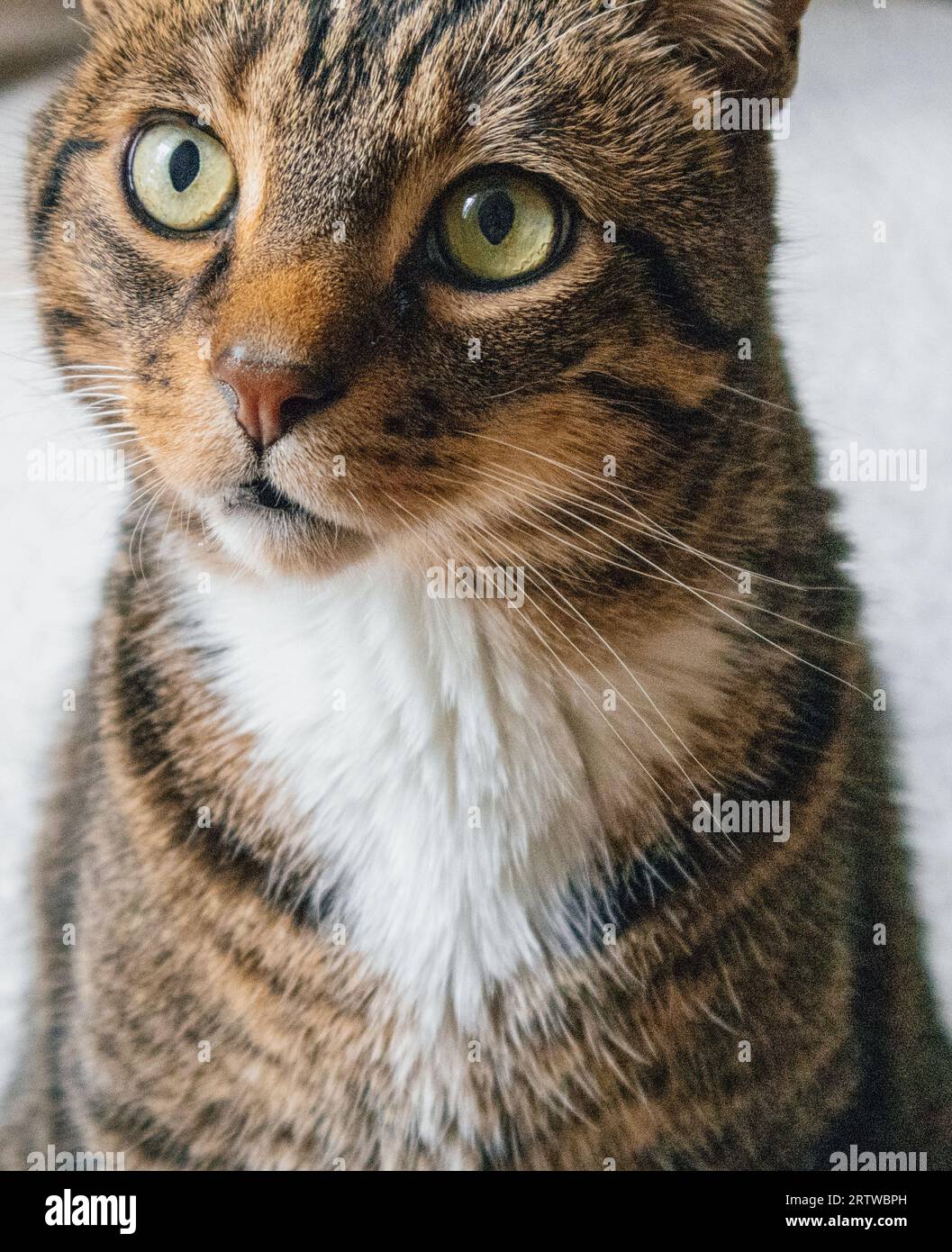 Close-up of a tabby cat with green eyes Stock Photo