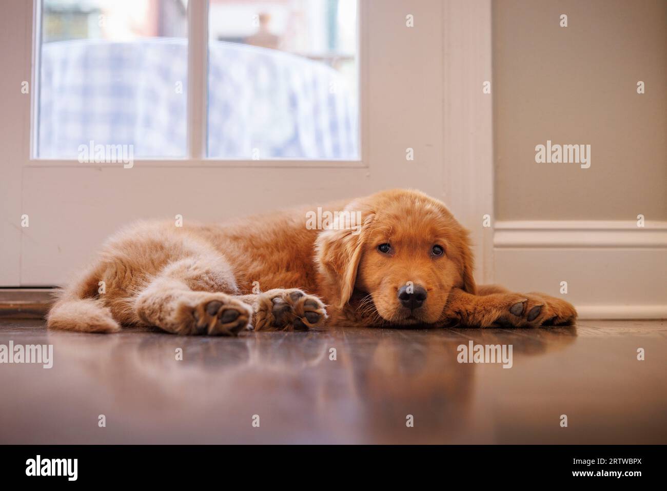 A young Golden Retriever puppy sleeps on a kitchen floor Stock Photo