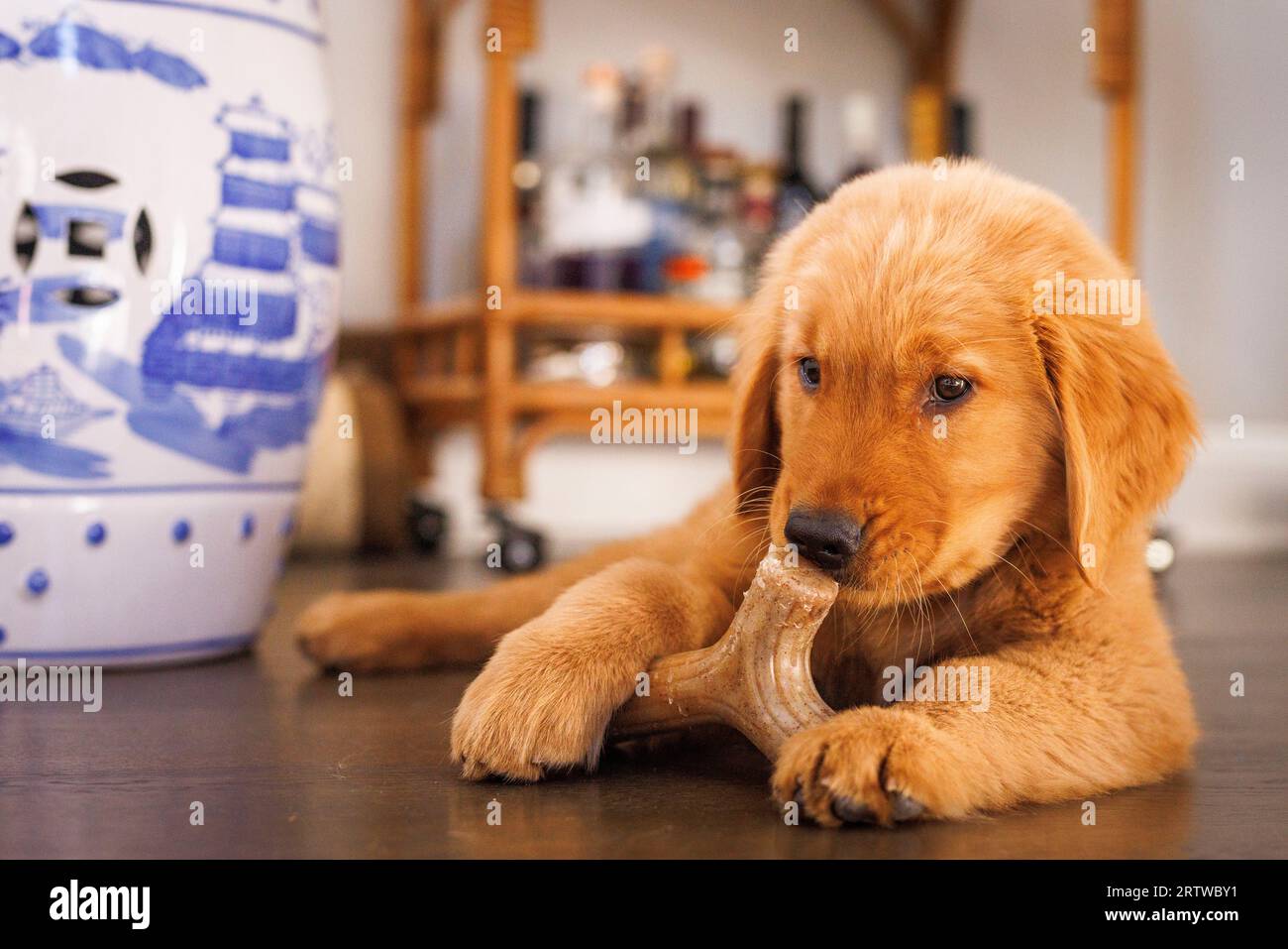 Golden retriever teeth hires stock photography and images Alamy
