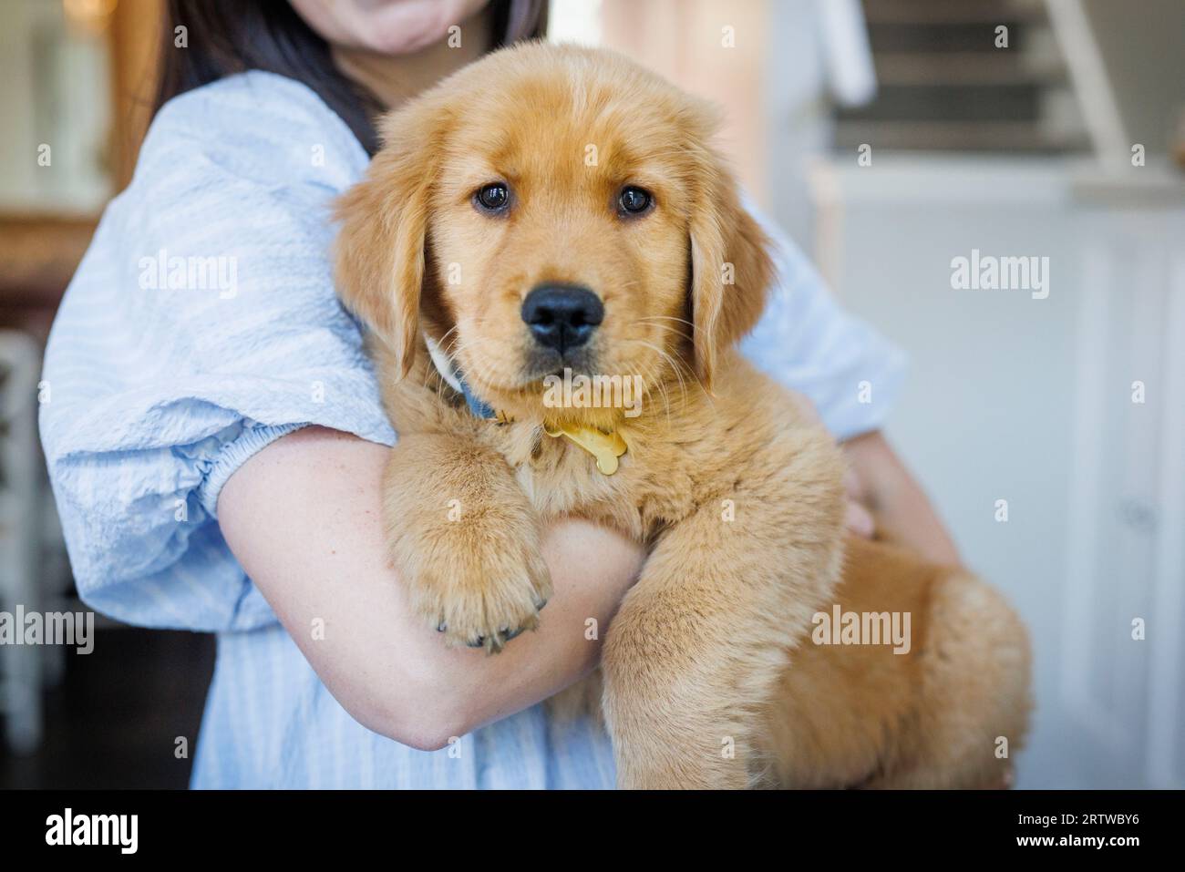 A millenial young adult woman holds a Golden Retriever puppy. Stock Photo