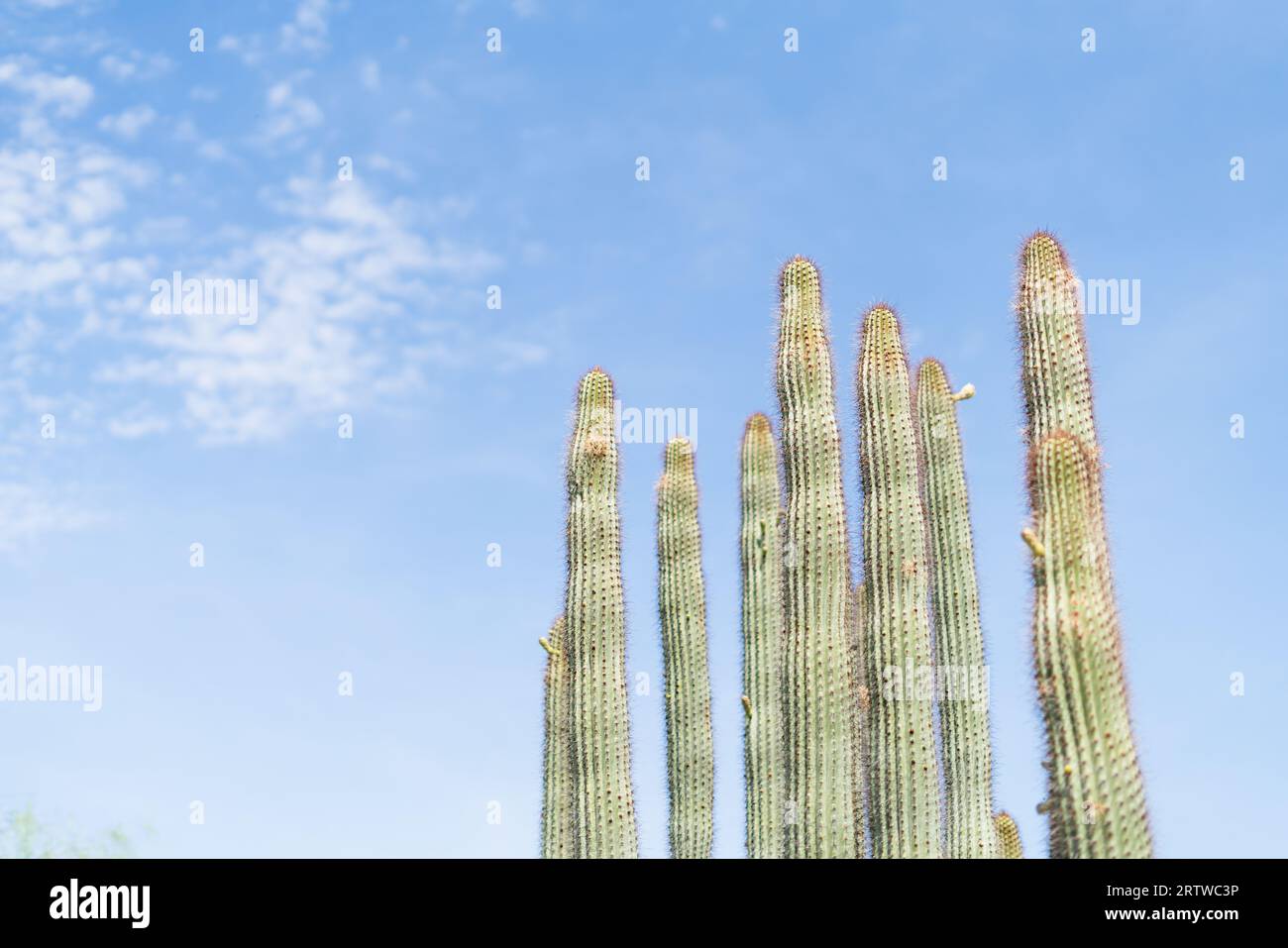 A gorup of green desert cacti against a bright southwest sky Stock Photo
