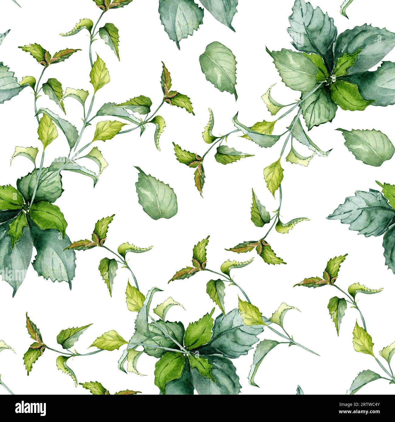 Nettle stem herbal plant watercolor seamless pattern isolated on white background. Urtica dioica, green leaves, useful herb hand drawn. Design for Stock Photo
